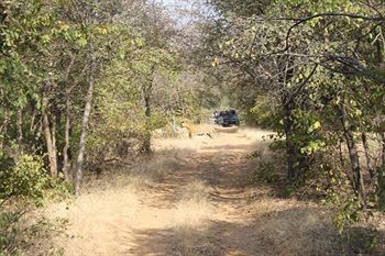 Jungle View Resort Sawai Madhopur Exterior foto